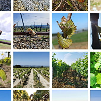 Fillon - CHABLIS