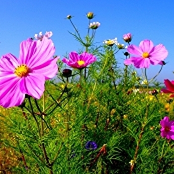 Exploitation Apicole du Gâtinais - MONTACHER-VILLEGARDIN