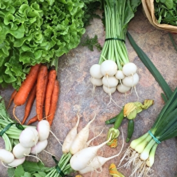 Les Légumes de Vincent - NOYERS