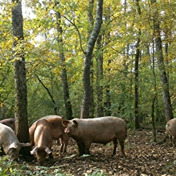 Le Cochon de Montgré - NITRY