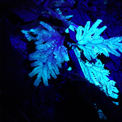 Ateliers scientifiques sur les animaux fluorescents !