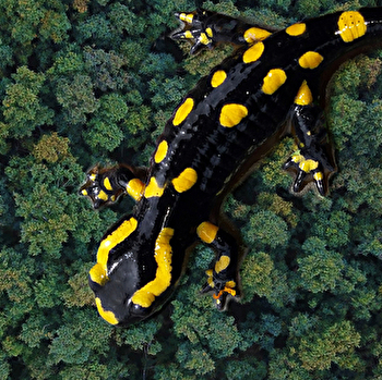Découvre les richesses naturelles de Puisaye en t’amusant ! - SAINT-SAUVEUR-EN-PUISAYE