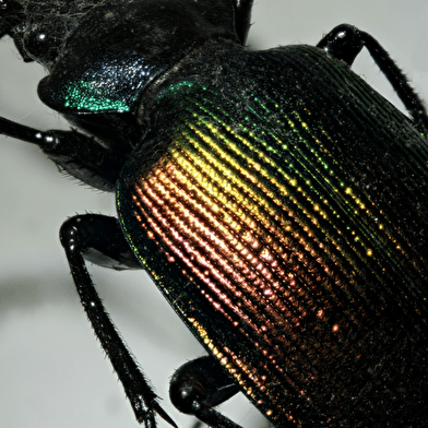 Ateliers scientifiques sur les animaux fluorescents !