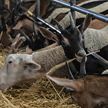 SCEA Les P'tits Cabris - DRUYES-LES-BELLES-FONTAINES