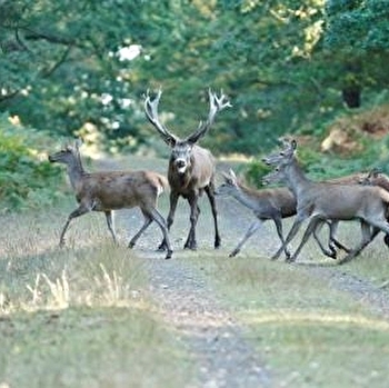 Parc Animalier de Boutissaint - TREIGNY-PERREUSE-SAINTE-COLOMBE