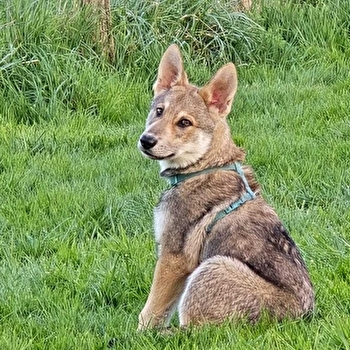Randonnées avec les chiens-loups - TOUCY