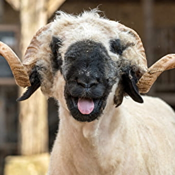 La ferme du Château - SAINT-FARGEAU