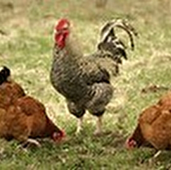 Earl de la Côte au Duc - ANGELY