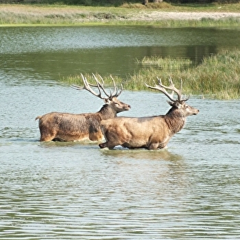 Les Cerfs de Bourgogne - BRIENON-SUR-ARMANCON
