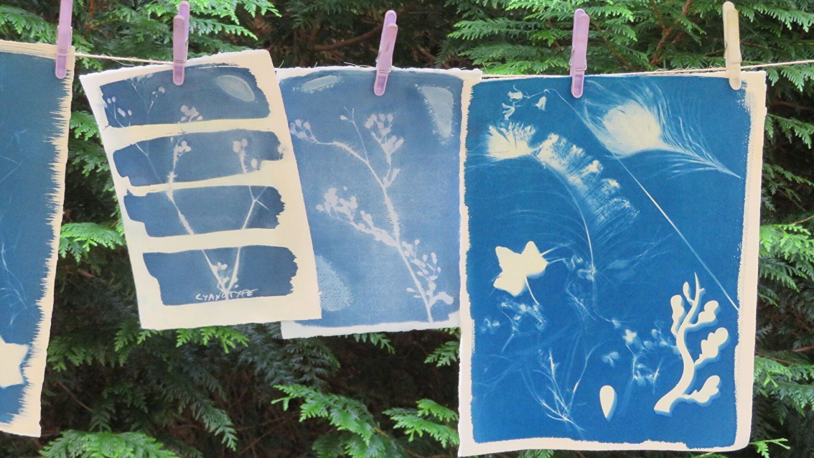 Atelier Cyanotype avec David di paolo