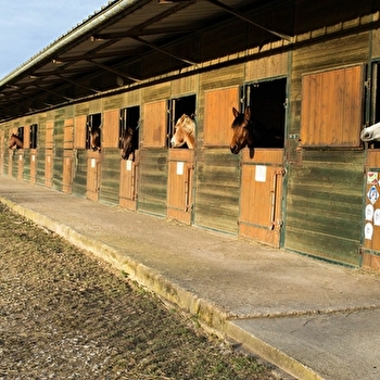 Gaudry Équitation - SAINT-SAUVEUR-EN-PUISAYE