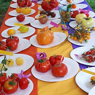 Tomates et Cosmos