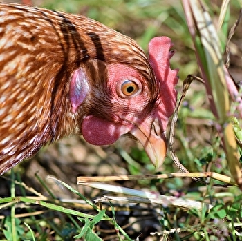 EARL La Mattre - MALAY-LE-GRAND