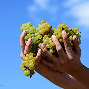 Chablis Vititours - CHABLIS