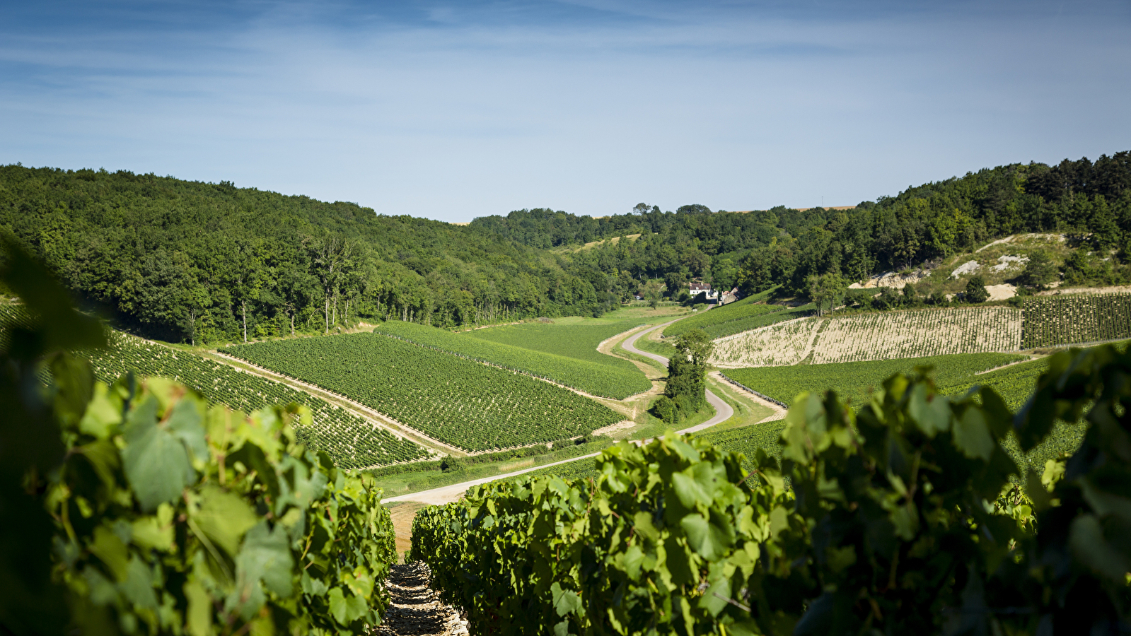 Chablis et le vignoble Chablisien