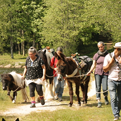 Balade à pied d'une journée avec âne, cheval et poney