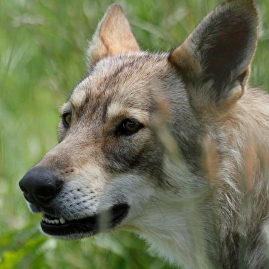 Un écomusée sur le thème du loup où les sens sont en éveil !