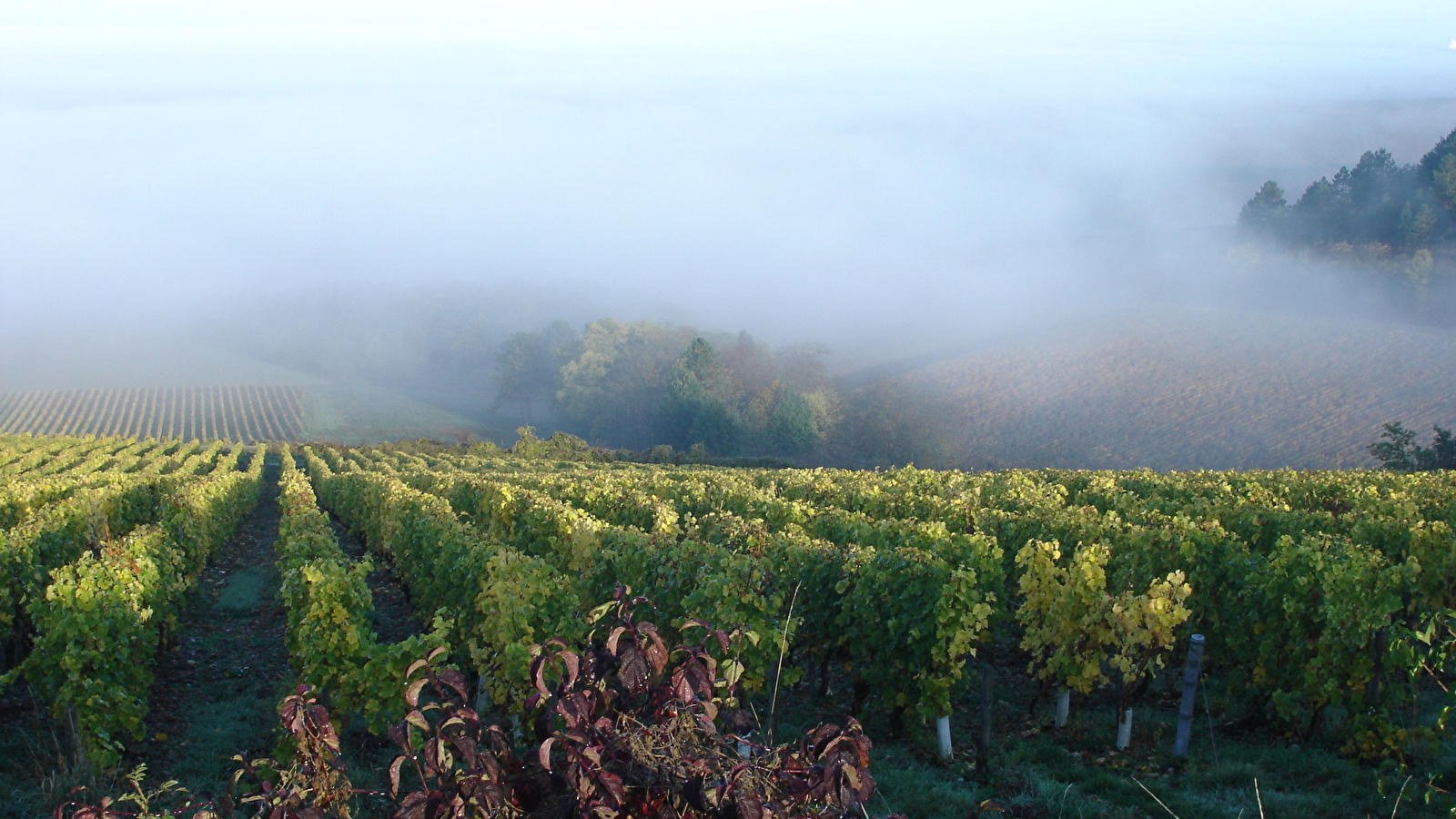 Au coeur du vignoble Auxerrois