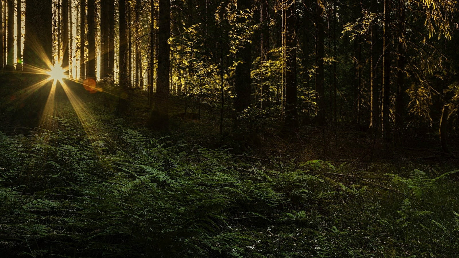 Randonnée nocturne dans les bois de Toucy avec lectures de contes et légendes !