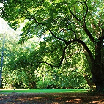 Une balade ludique et pédagogique à la découverte de châtaigniers centenaires. - PARLY