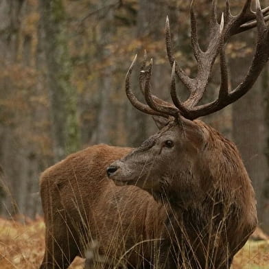 Le brame du cerf