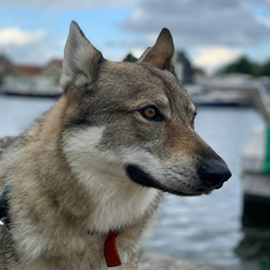 Journées des chiens-loups