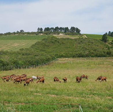 Une randonnée pour toute la famille avec les biquettes de la ferme.