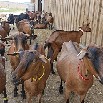 Viens découvrir les biquettes de la chèvrerie d'Ultéria ! - SAINT-BRIS-LE-VINEUX