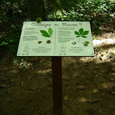 La châtaigneraie parlycoise 