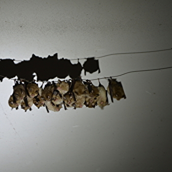 Nuit de la chauve-souris à Limanton, Mardi 21 juillet - Limanton