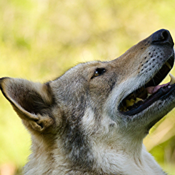Une expérience inédite aux côtés des chiens-loups de la Pyramide du Loup ! - TOUCY