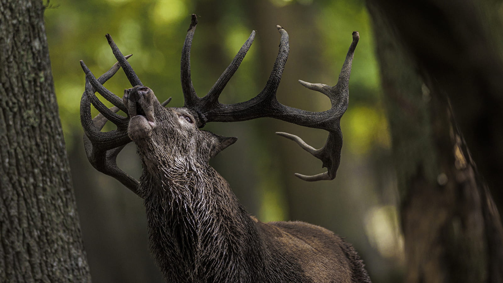 Soirées brame du cerf
