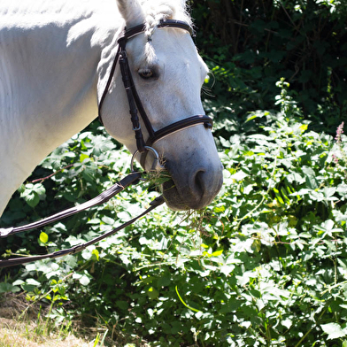 Gaudry Équitation