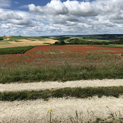 Saint Bris le Vineux - Vignobles & Sensations à E-Trott