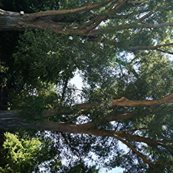 Peupliers Noirs - GURGY