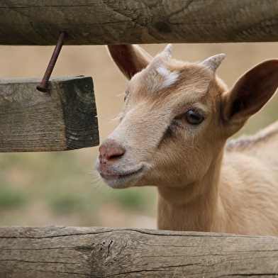 Une ferme pédagogique où tu pourras voir, toucher et nourrir les animaux.