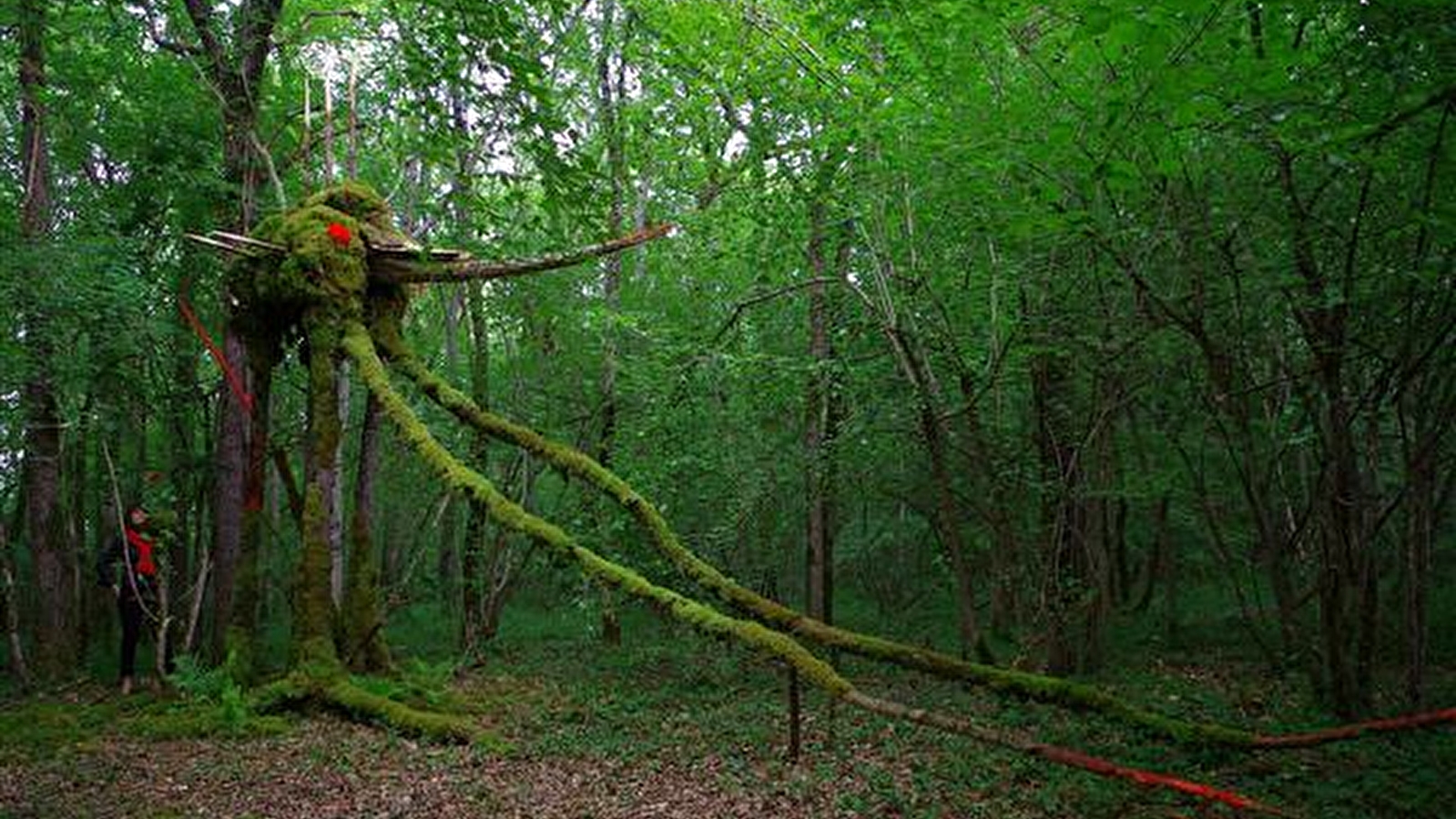 La Forêt des Géants Verts 