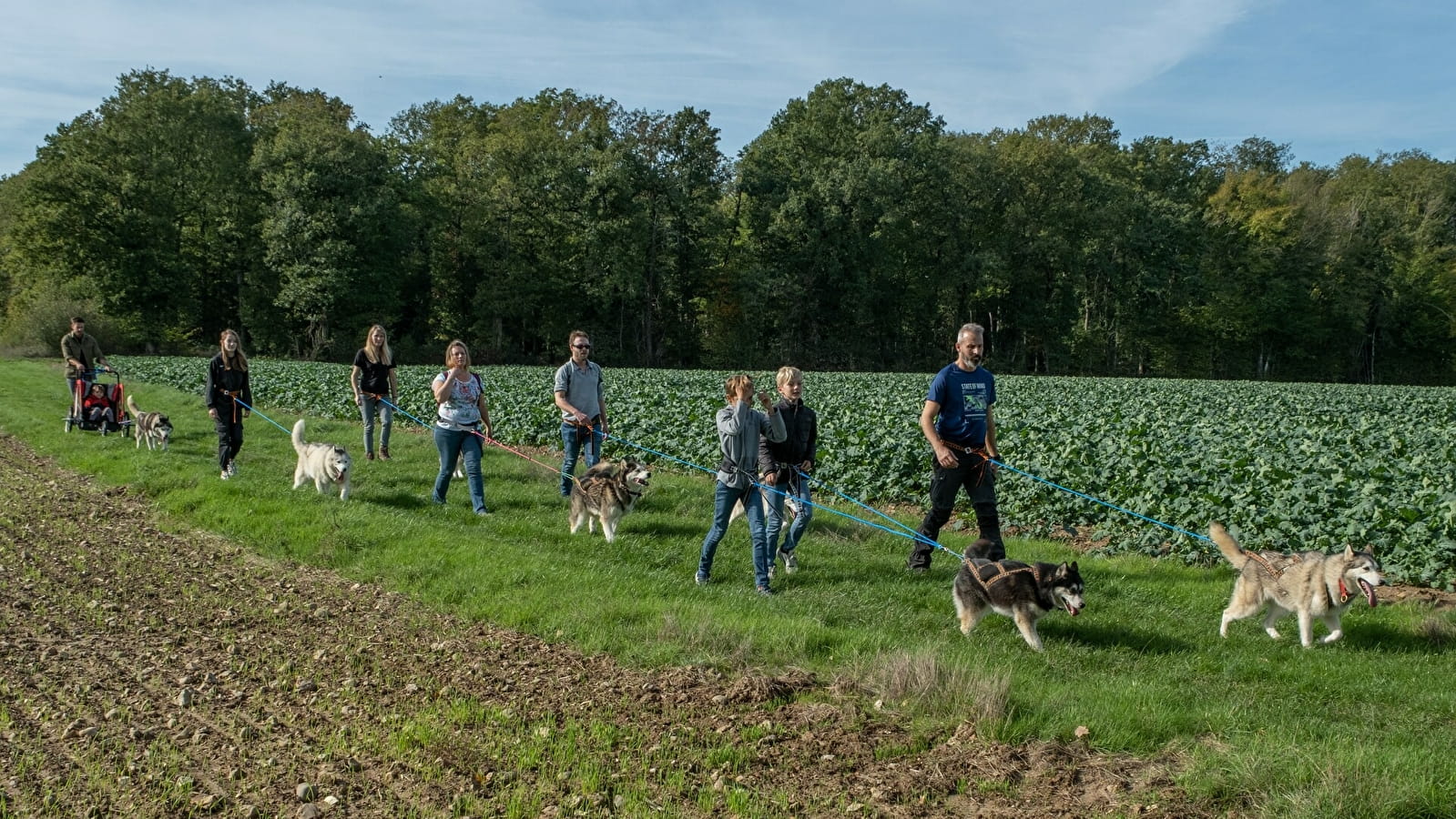 Cani-randonnée récréative avec des chiens de traineaux