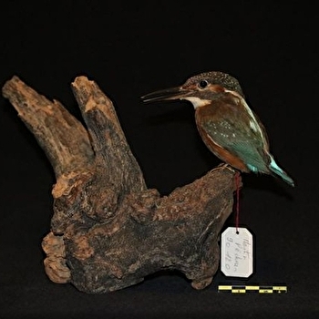 Une expo pour tout savoir sur la vie des oiseaux - AUXERRE