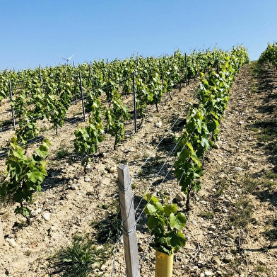 Saint Bris le Vineux - Vignobles & Sensations à E-Trott