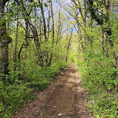 Saint-Georges-sur-Baulche - Evasion en forêt à E-Trott