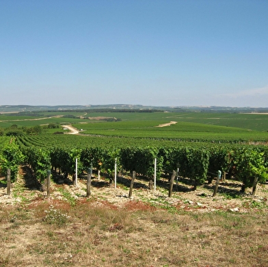 Chablis Vignobles & Panorama à E-Trott