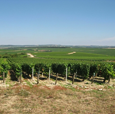 Je découvre Chablis en E-TROTT : Vignobles & Panorama 