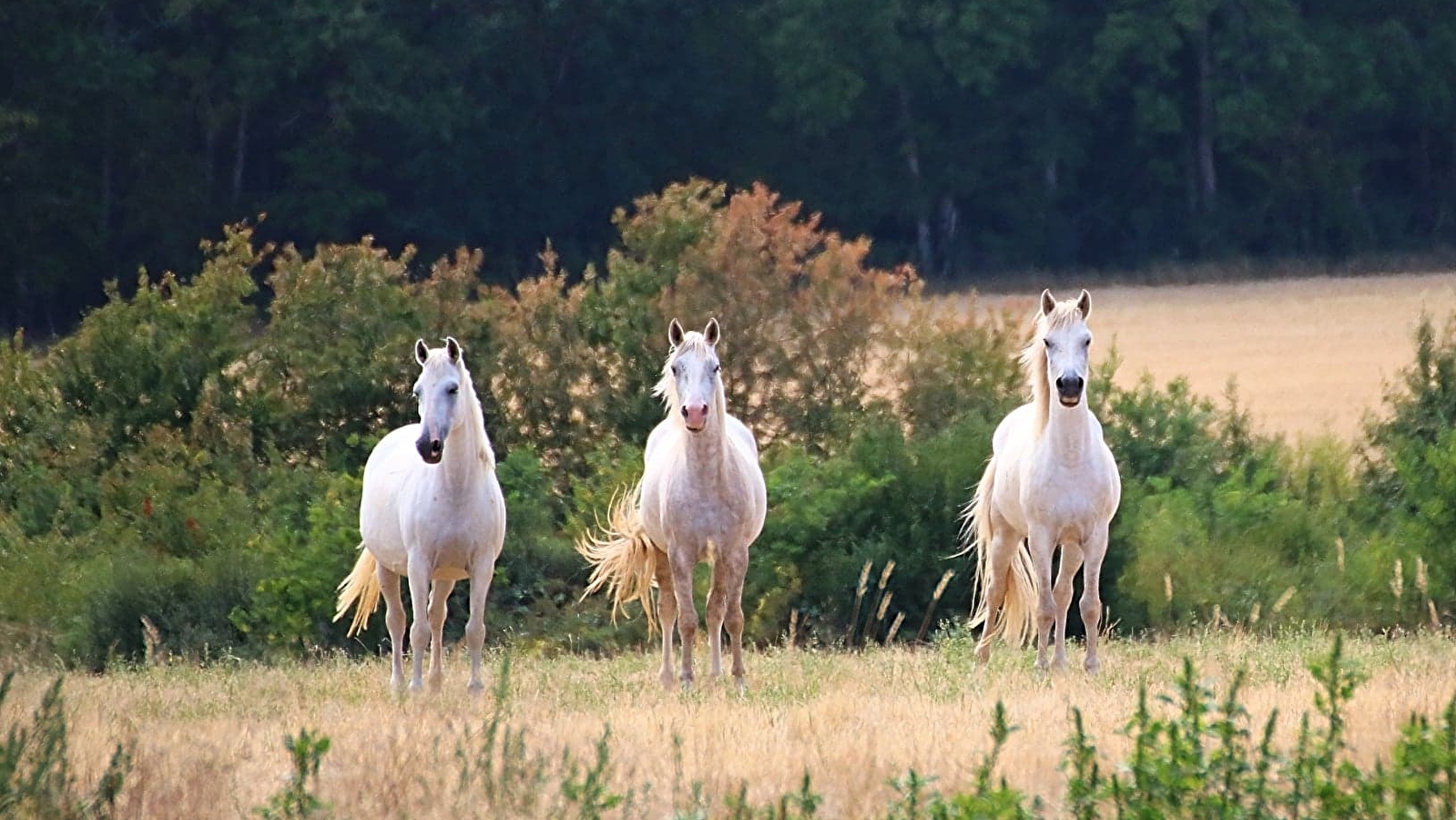 Ferme équestre de l'Equi'Libre