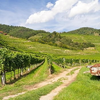 Escapade au coeur des vignobles auxerrois et chablisien - AUXERRE
