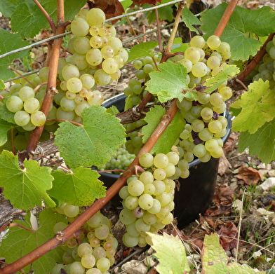 Chablis Vititours