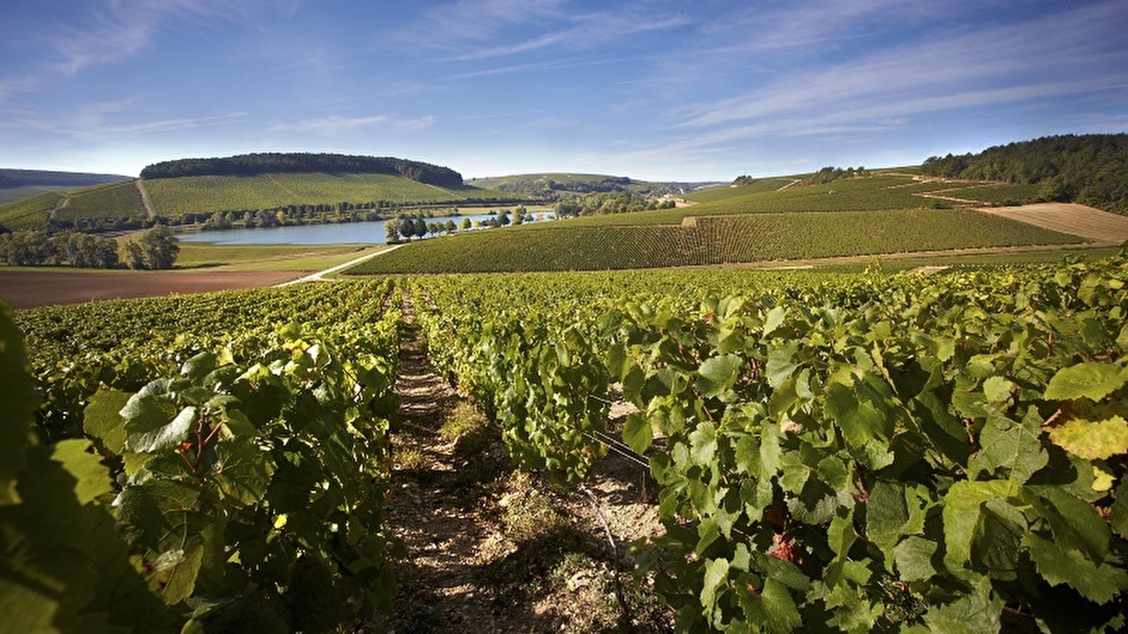 Se laisser surprendre par d'autres vins de Bourgogne