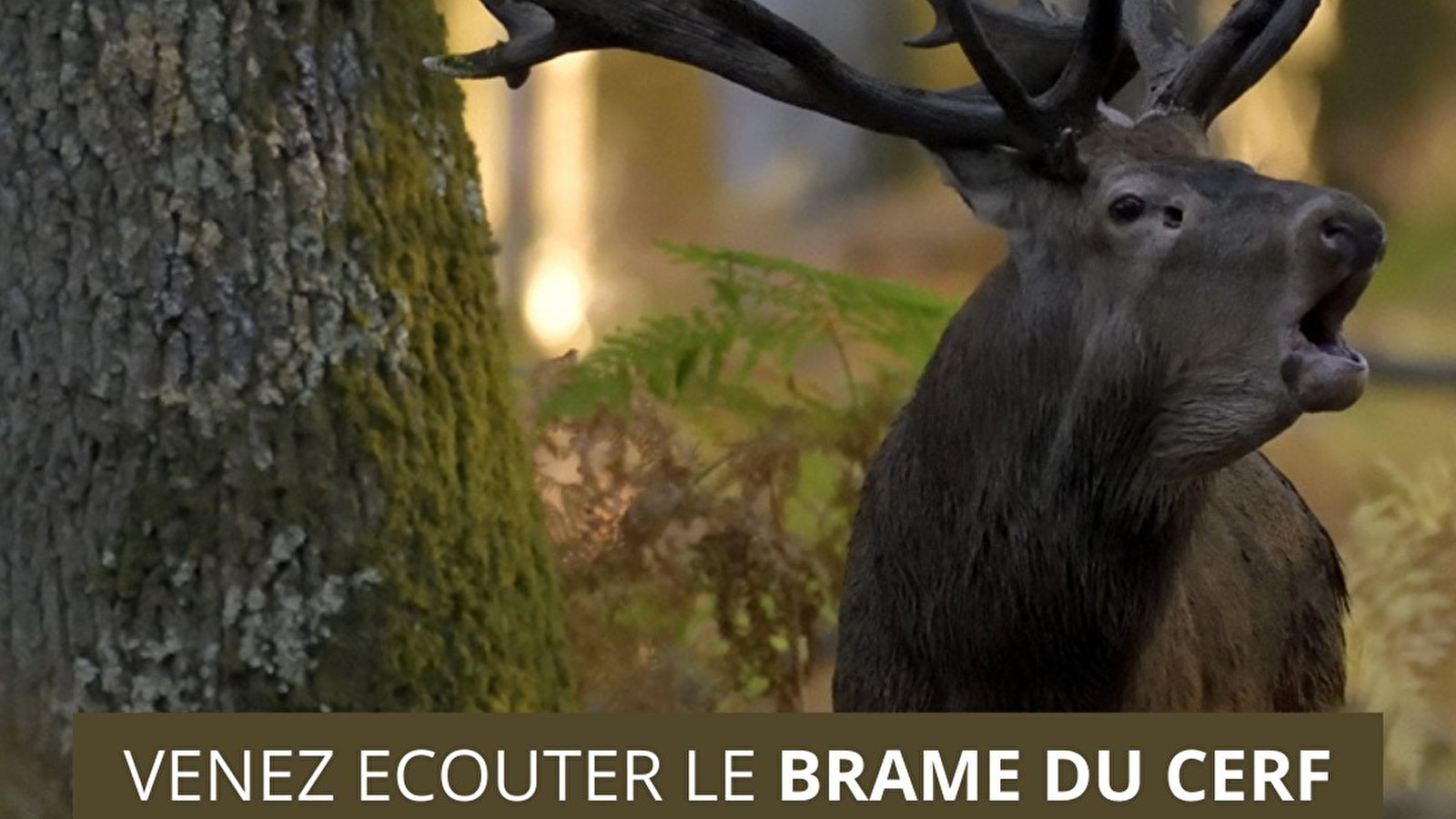Le brame du cerf