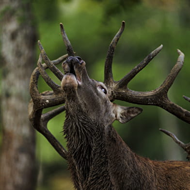 Soirées brame du cerf