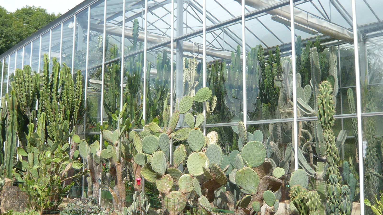 Dans une ambiance tropicale, pars à la découverte de plantes originales venues de pays lointains.